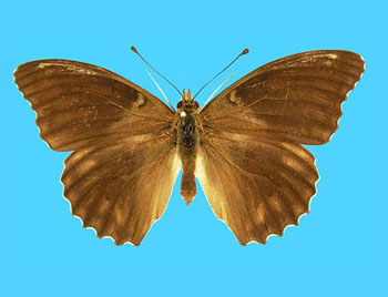 Argynnis paphia female (aberrant form valezina, Castle Russell, 7-16-1919) (Internet Image property of respective owner, non-commercial use only)